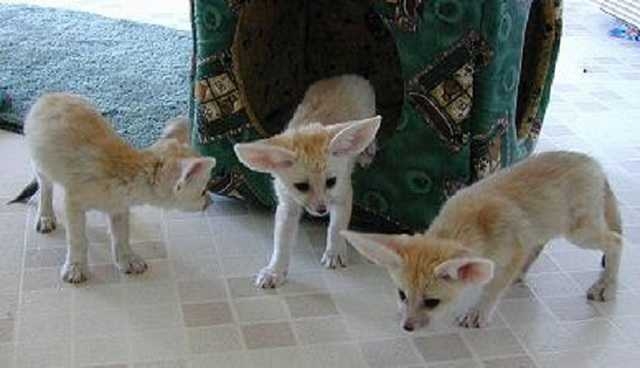 Cute Fennec Fox ready
