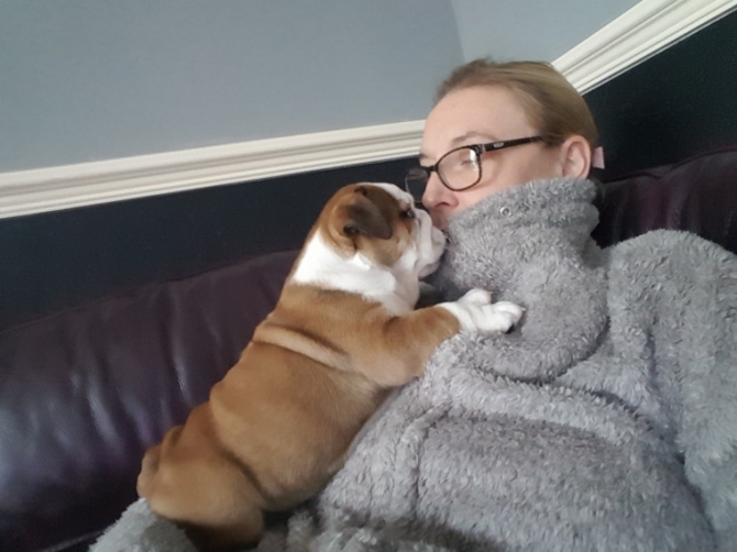 excellent english bulldog puppies for good homes