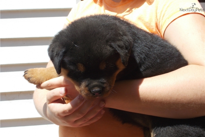 German rettweller puppies male  and female available