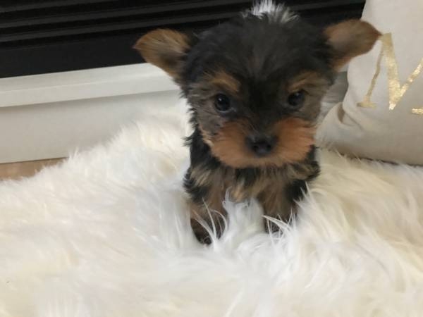 Adorable male and females pups for a caring home