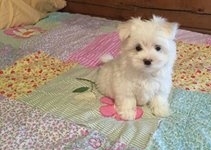 Perfect AKC Micro Tiny Tea-Cup Maltese Puppies Available 832-779-6173