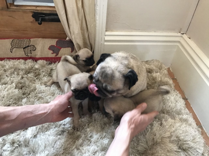 stunning Pug puppies for sale for a house