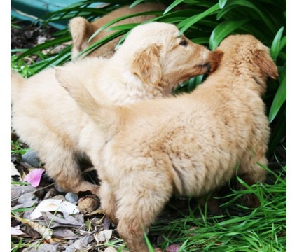 Adorable Pure breed Golden Retriever - Male and Female