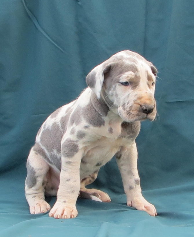 CKC Great Dane puppy available 