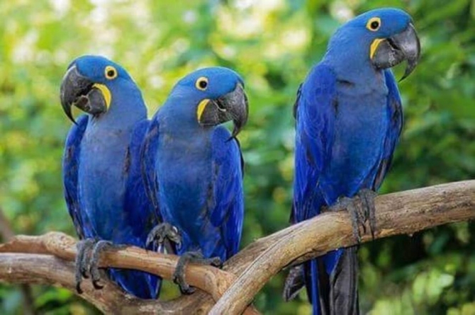 Super gorgeous home trained hyacinth macaws 
