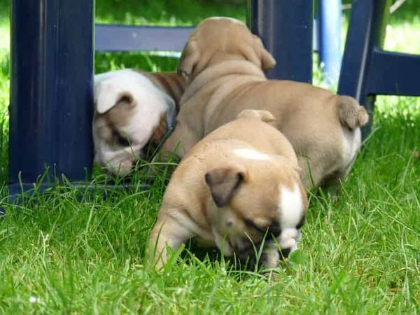 Quality English Bulldog Puppies