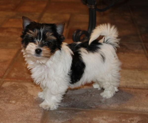 Affectionate Akc  Yorkie Puppies malefemales