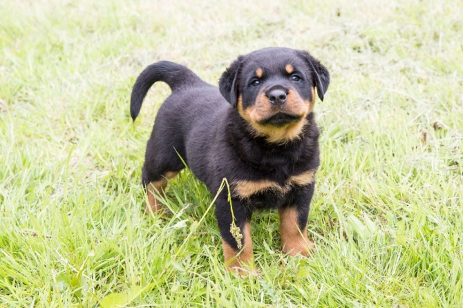 Producer of Rottweiler puppies for sale now