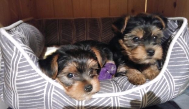 Perfect Yorkie For Sale !!!