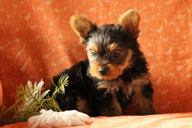 Perfect Yorkie For Sale !!!