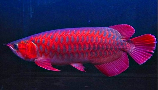 Top Quality Grade Aaa Arowana Fishes From Genuine Breeders Available On Sale Now