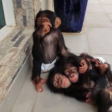 Adorable Baby Chimpanzees For Sale