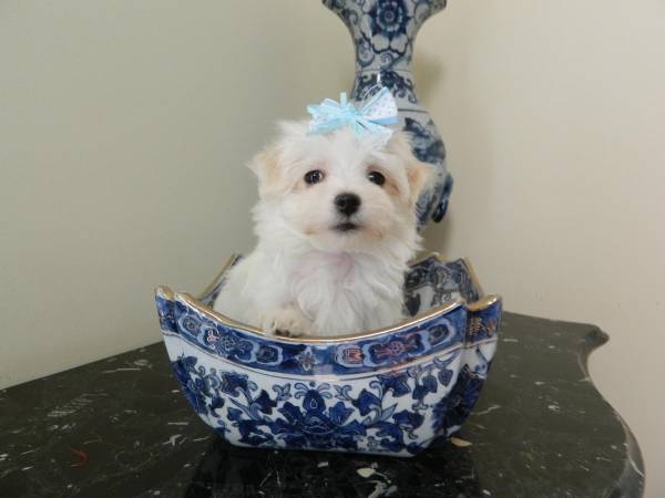 Healthy T-cup Maltese Puppies Available Call 302307-6146 E