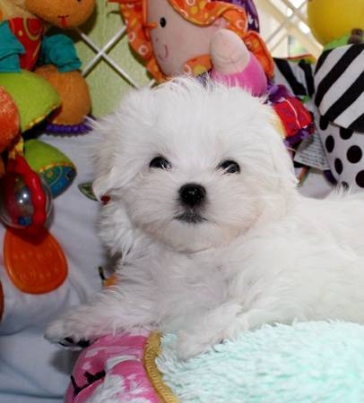 Healthy T-Cup Maltese Puppies Available call 302307-6146