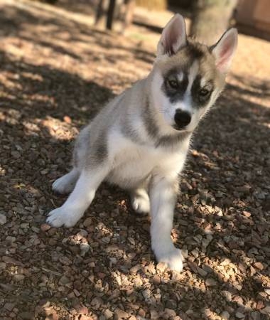 ???????? Siberian Husky Puppies Available For Re-Homing???????? =,