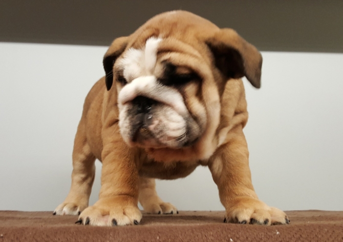 AVAILABLE ENGLISH BULLDOG PUPPIES FOR SALE WEST PALM BEACH