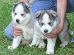 Male and Female Siberian Husky Puppies Available : SMS ::325 576-6325