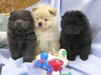 Amazing Healthy Chow chow Puppies Ready Now 504-345-9436