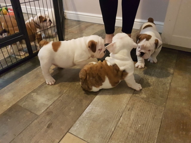 Male And Female English Bull Dog Puppies For Sale