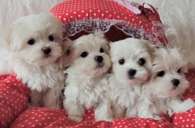 Charming males  females Teacup Maltese Puppies for sale 504-345-9436