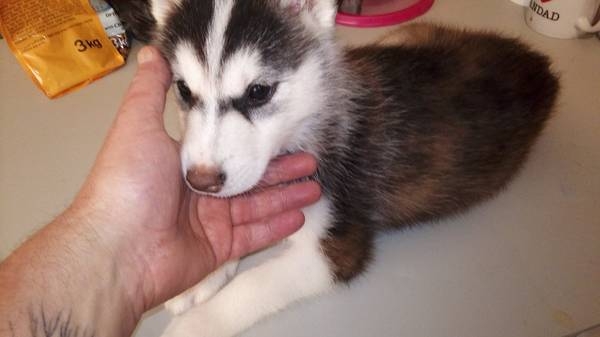 Pure breed well trained Siberian husky puppies...205 212-1903