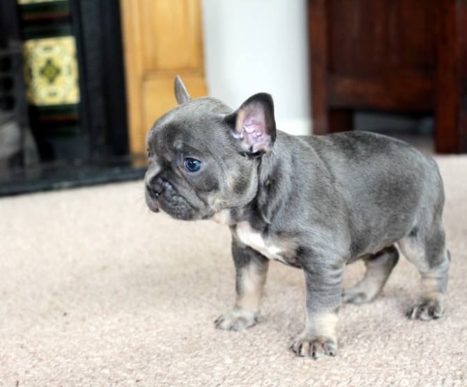 Amazing Blue  Tan French Bulldog puppies for sale