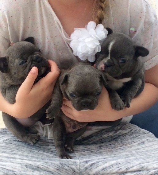 Blue Fawn And Blue Frenchies Boys And Girls for sale
