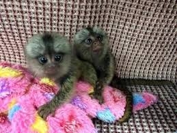 Diaper Trained Male and Female Marmoset Monkeys For Sale 302 272-9229