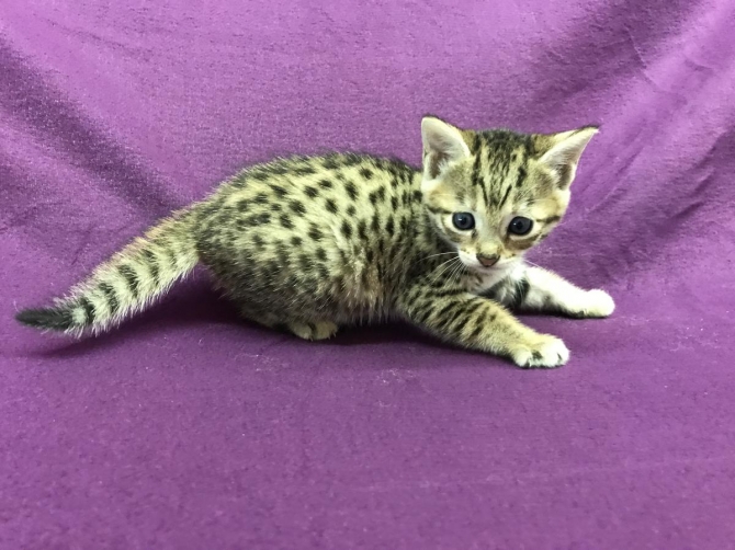  Savannah Kittens Availab 