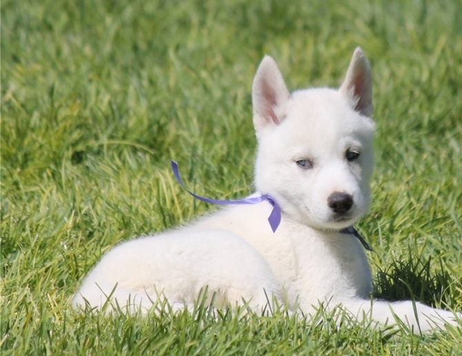 Akc Quality Siberian Husky Puppies For sale ...