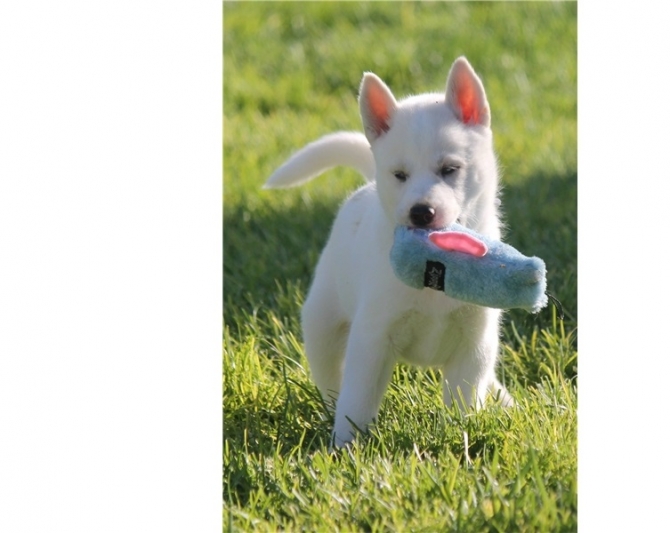 Potty Trained Siberian Husky Puppies Available.205 212-1903..