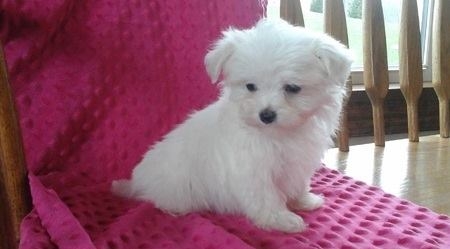 Adorable outstanding Maltese puppies Text 657 233-7601     For Details 