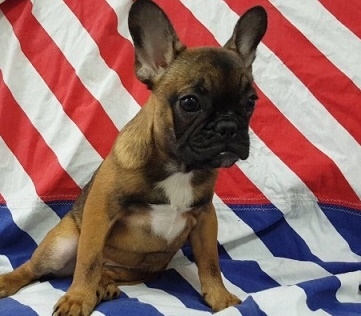 Call Text 786 292-2555 Awesome French bulldog Puppies Available Hv
