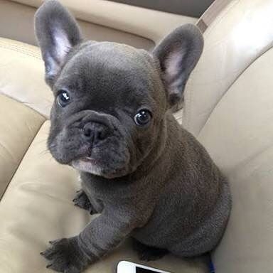 French bulldog available, text 662-258-1623