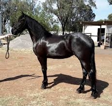 Fantastic friesian mare horse for sale