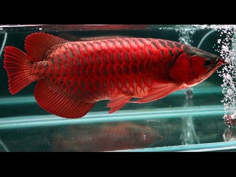 Buy Asain Arowana Fishes  Different others Available 760 585-7652