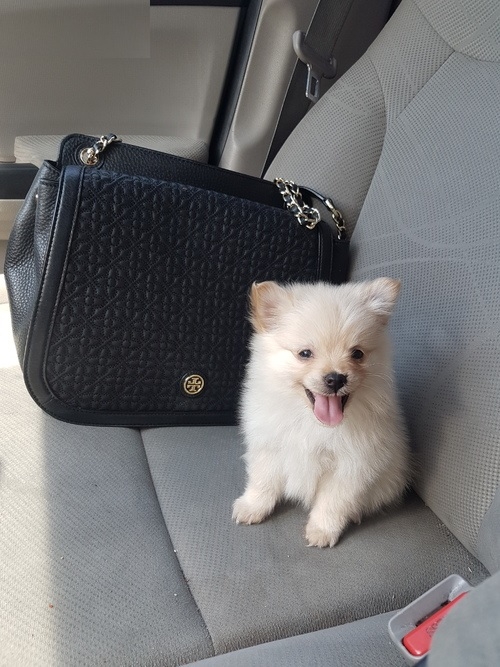 Perfect Pure Breed Pomeranian Tea Cup Ready