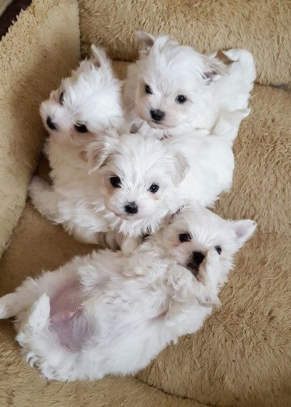  Healthy T-Cup Maltese  Yorkie  Puppies Available call 1 321 420-4369