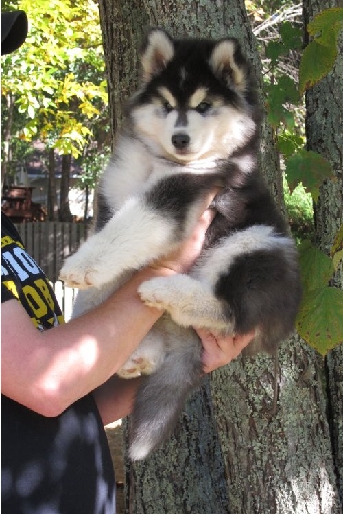  2 Beautiful Siberian Husky Puppies . .205-212-1903.