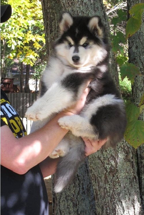 Husky Pups Available for Adoption