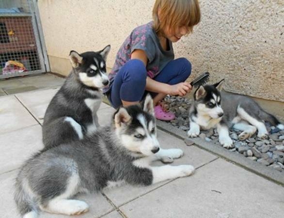 Playful,intelligent and fun loving these Siberian Husky puppies 