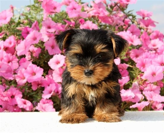 Beautiful Yorkie puppies ready to leave for their new families 917 341-7397