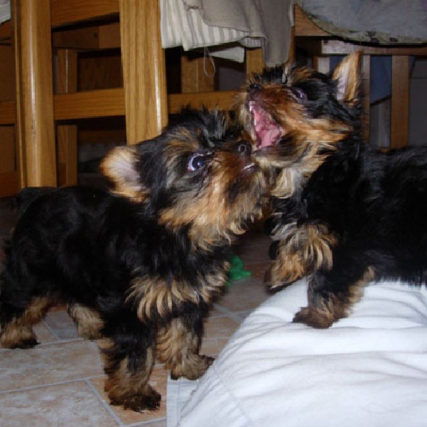 Gorgeous Yorkie puppies SALE SMS 443 973-8657