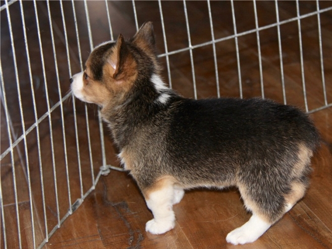 Pembroke Welsh Corgi