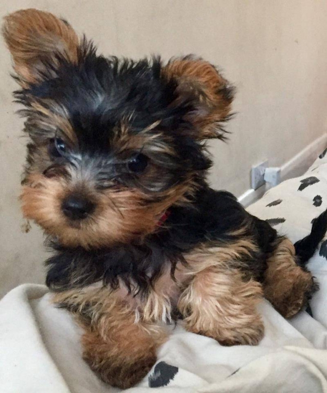 Beautiful Yorkie puppies ready to leave for their new families.917 341-7397