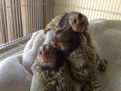 Potty trained Marmoset baby monkeys for adoption
