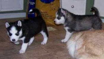 Pedigree Siberian Husky Puppies For Adoption