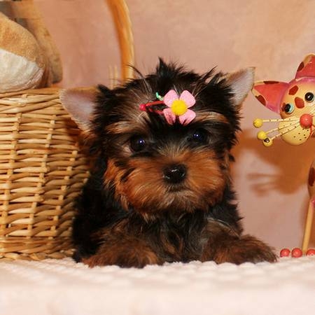 super cute two tiny teacup male and female Yorkie917 341-7397 