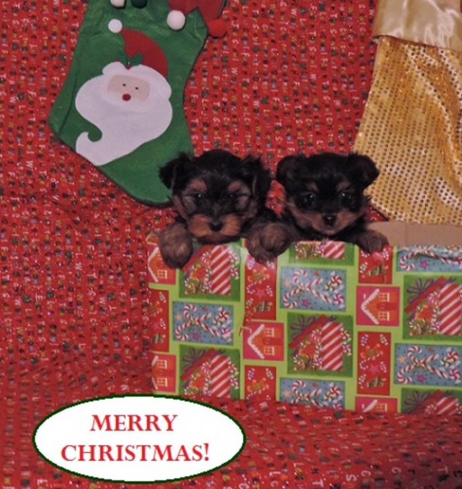 Beautiful AKC Teacup Yorkshire Terrier Puppies