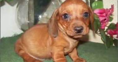 Adorable Dachshund Puppies for sale 